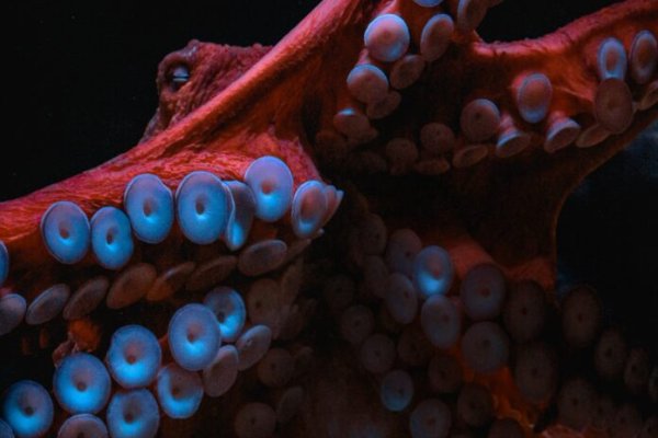 Kraken 6 at