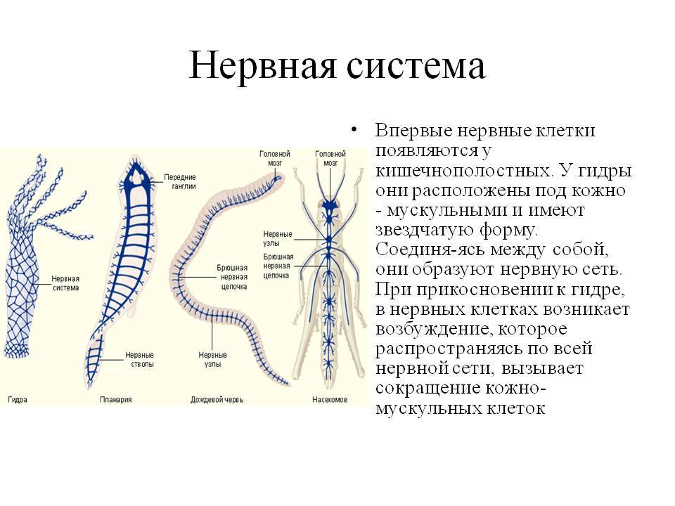 Что такое кракен плейс